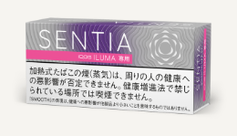 센티아 스무스 바이올렛 1보루